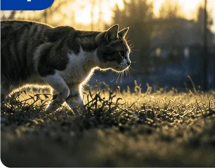 夕暮れの草地を歩く猫